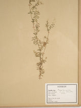 Fine French vintage botanical herbarium set