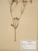 Historical French art herbarium pieces