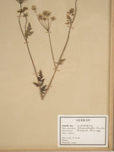 Timeless glass-enclosed herbarium collection