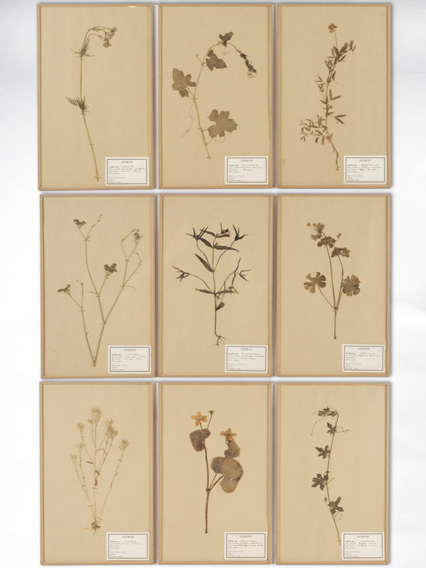 Vintage French botanical herbarium collection