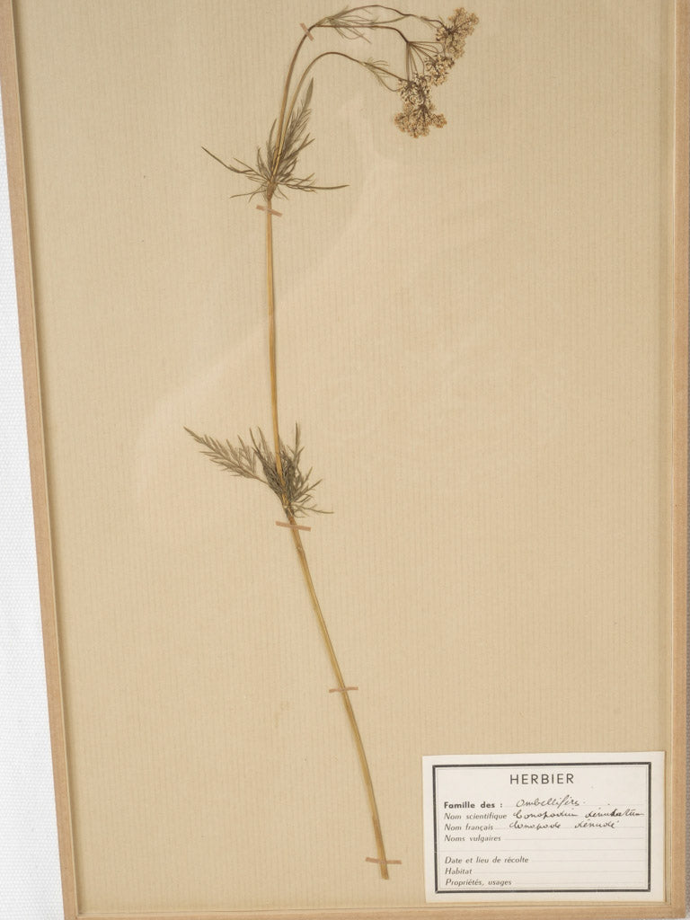 Elegant antique French herbarium collection