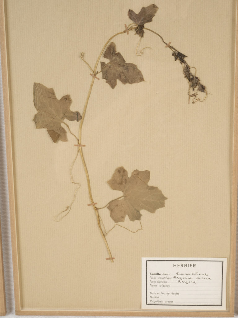 Scientific vintage herbier botanical herbariums