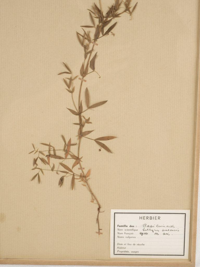 Artistic antique botanical herbarium display