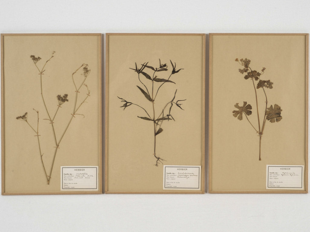 Antique glass-enclosed botanical herbarium display