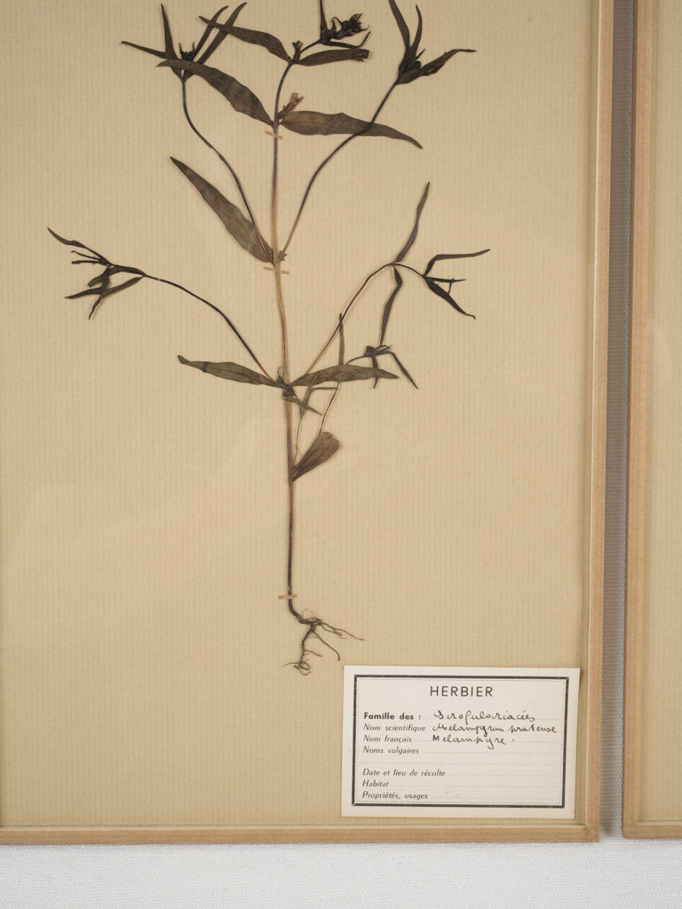 Charming framed botanical herbarium collection