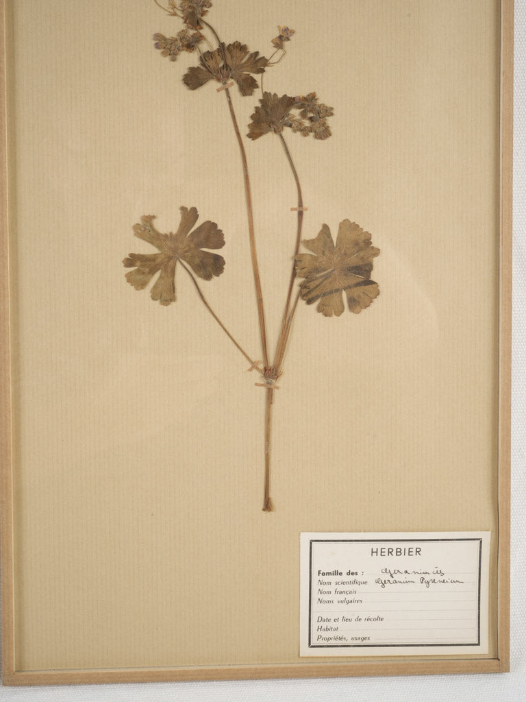 Classic French herbier botanical art collection