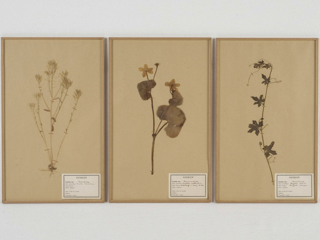 Sophisticated dried flower botanical art collection