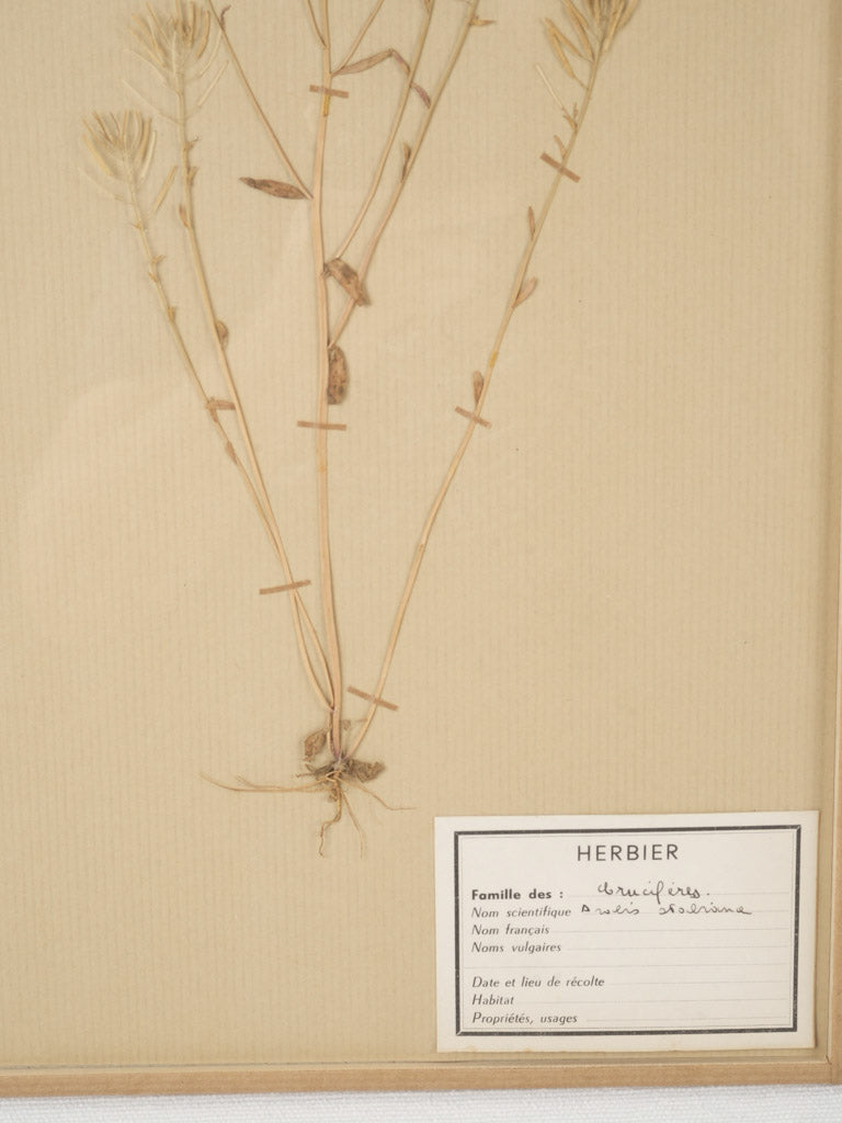 Timeless antique botanical herbarium display