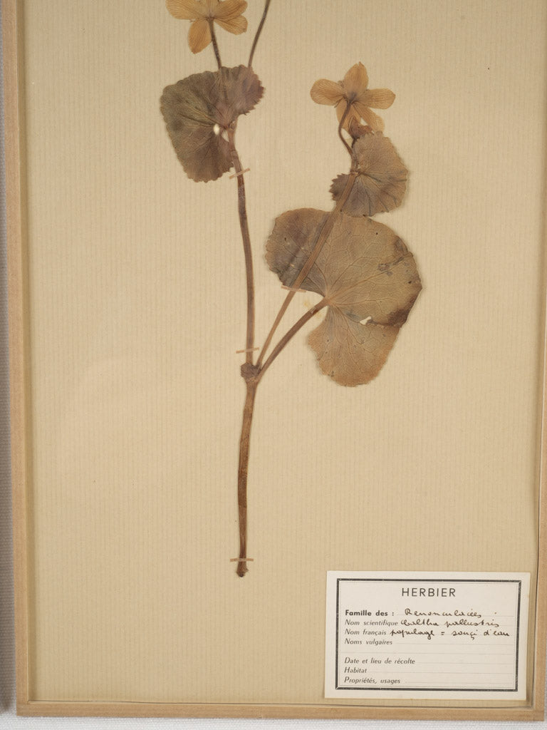 Exquisite glass-enclosed herbier botanical collection