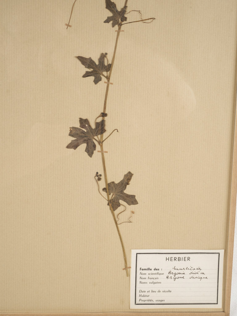 Refined vintage French herbarium display