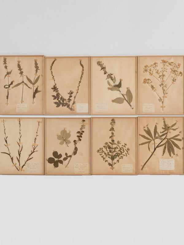 Vintage French botanic herbarium collection