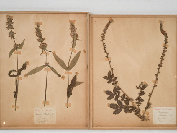 Antique herbarium with dried botanicals 