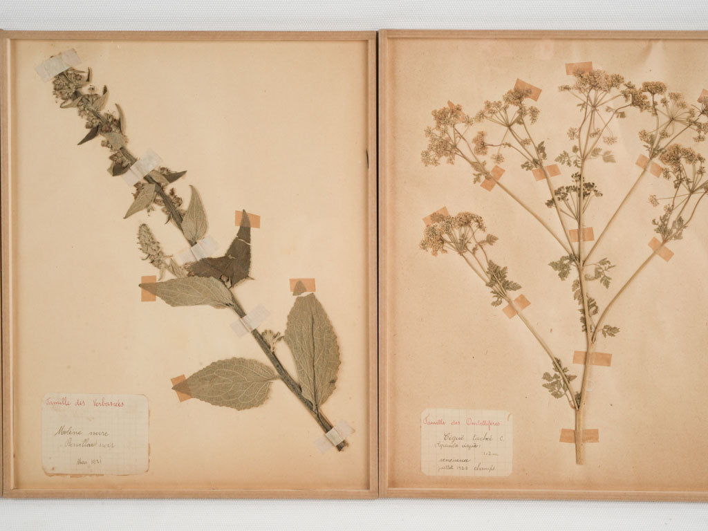 Aged floral specimens on vintage paper