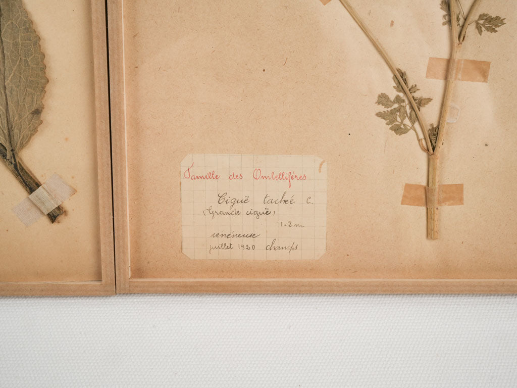 French herbarium set with botanic notes