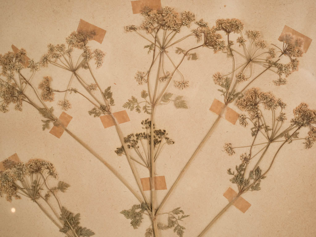 Elegant botanical herbarium collection