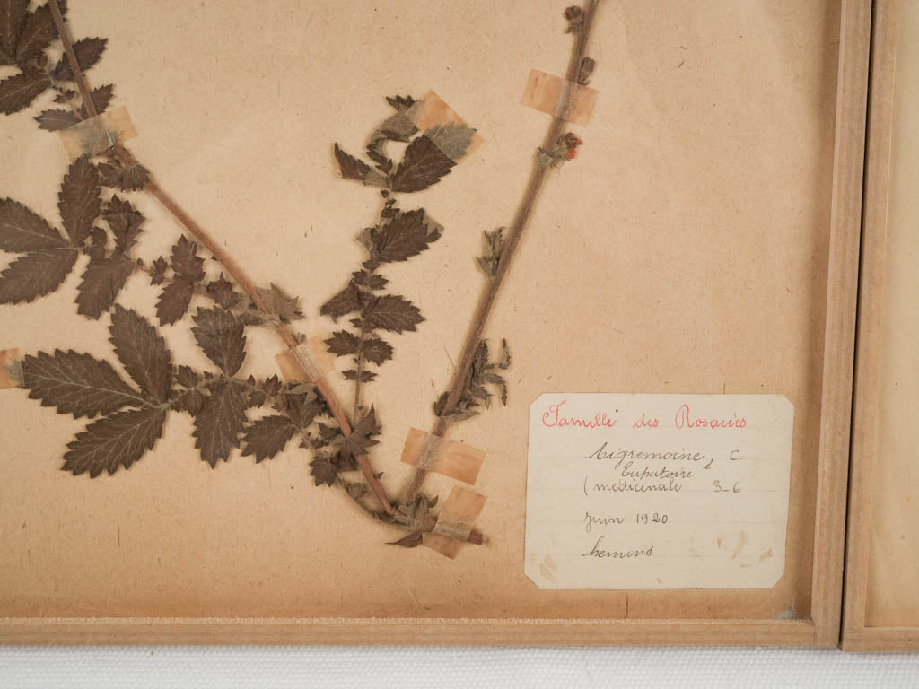 Botanic herbarium in antique frames