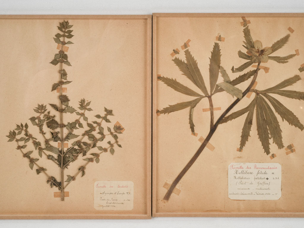 Distressed antique French herbarium pages