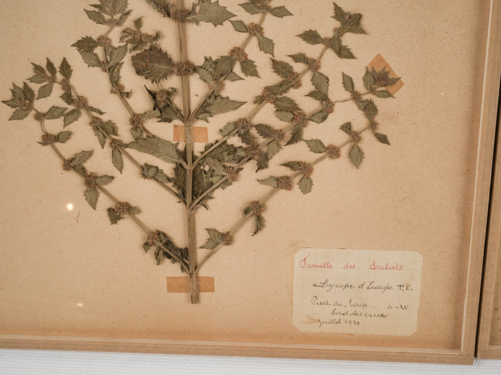 Vintage botanical herbarium collection