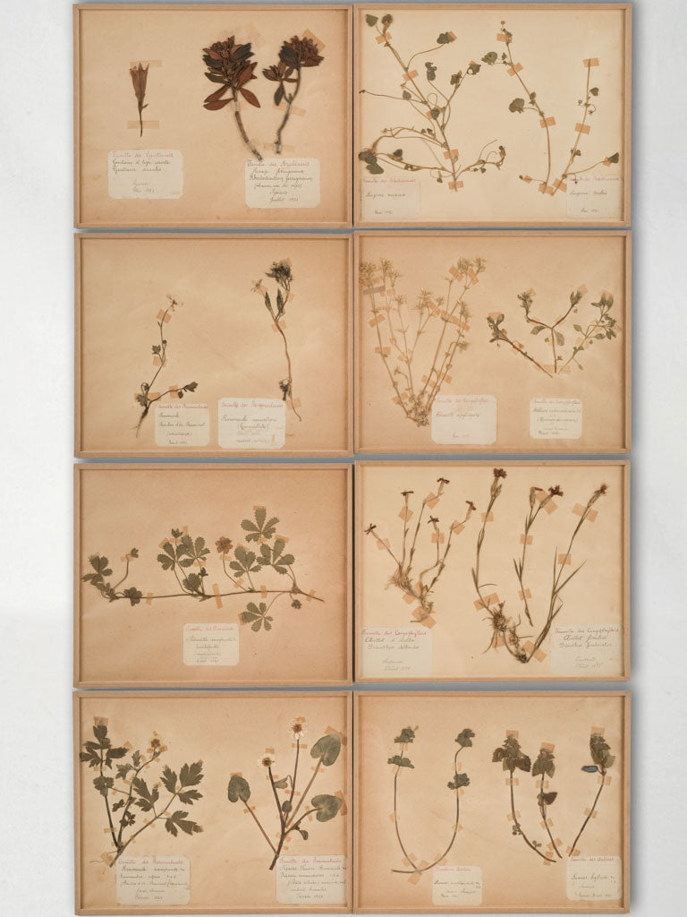 Vintage Framed Herbarium Collection