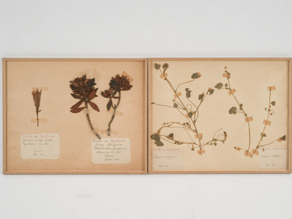 Antique Botanical Specimens in Frames