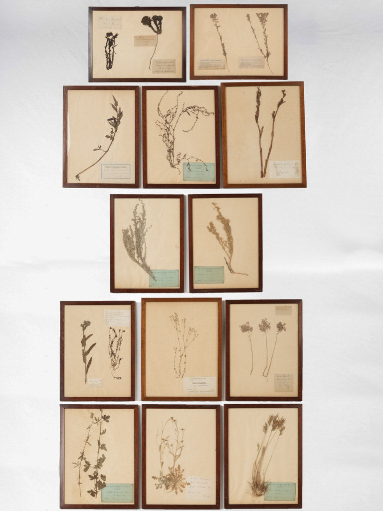 Vintage botanical wood-framed herbariums