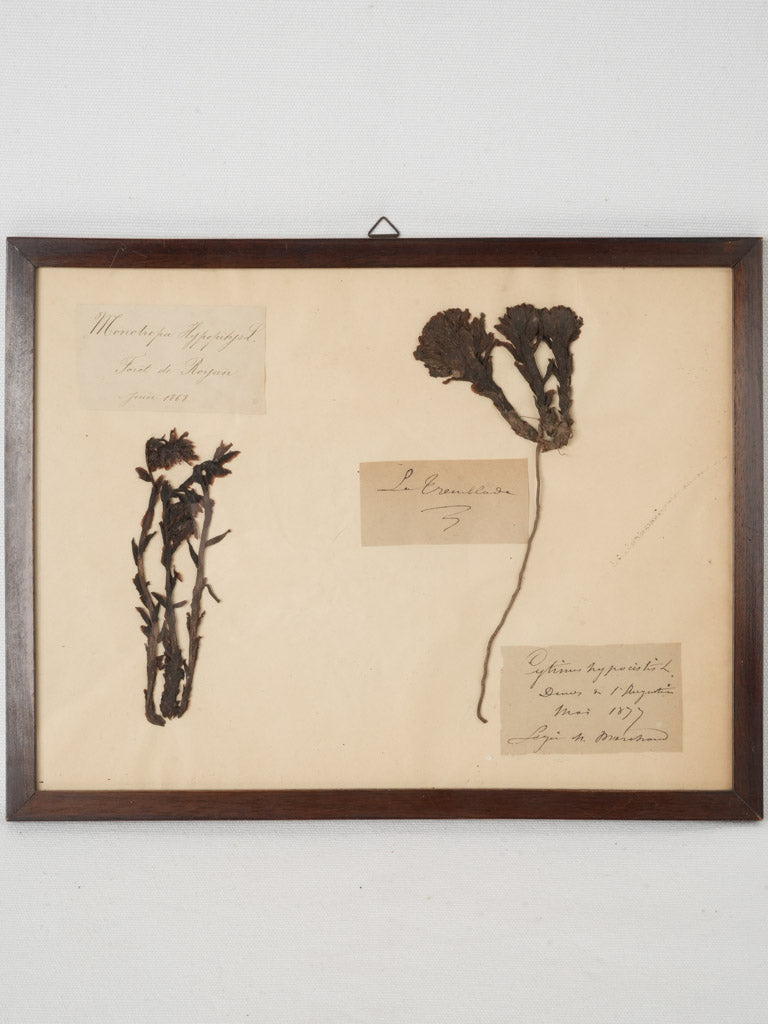 Aged plant specimens in antique frames