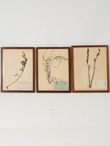 Botanical antiqued wooden framed herbaria