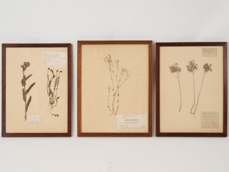 Time-honored botanical collection in antique frames