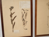 Charming 19th-century botanical preserved display