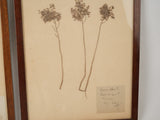 Rustic wood-framed botanical herbarium collection