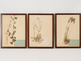 Elegant 1800s preserved plant specimens