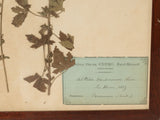 Time-honored botanical collection in aged frames