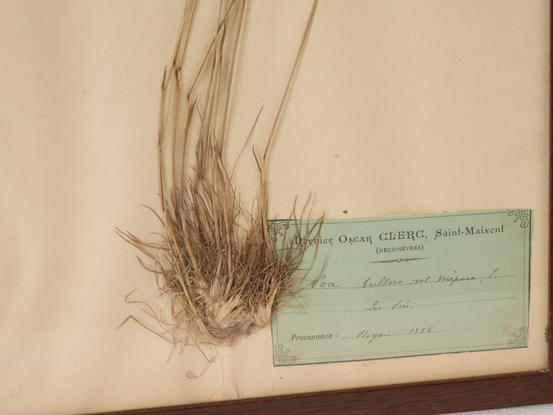 Classic 19th-century wooden herbarium collection