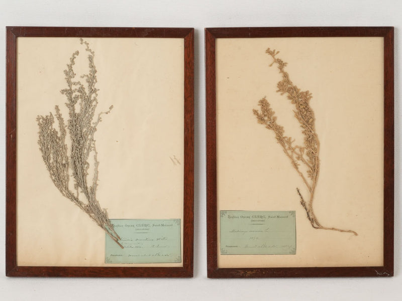 Vintage botanical preserved plant assortment