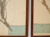 Historical 1800s herbarium in wooden frames