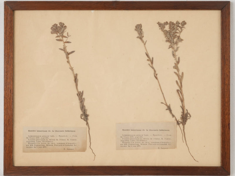 Aged botanical collection in antique frames