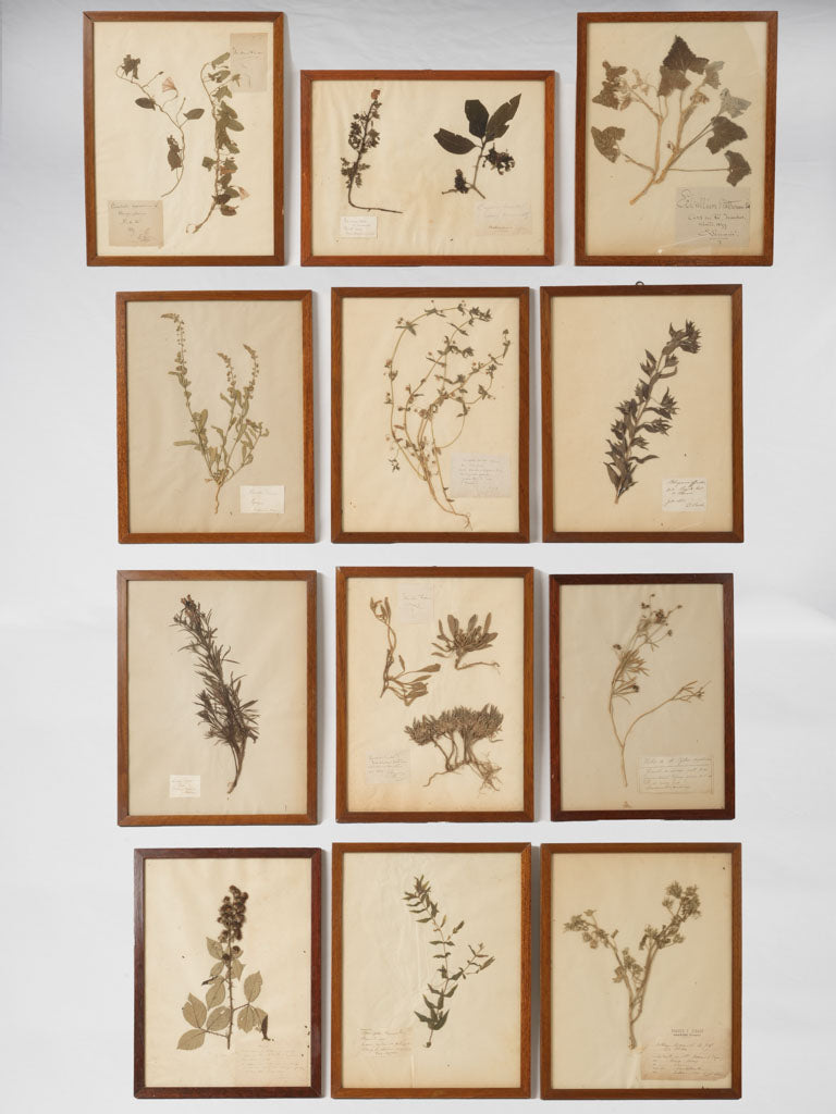 Antique French botanical wall art