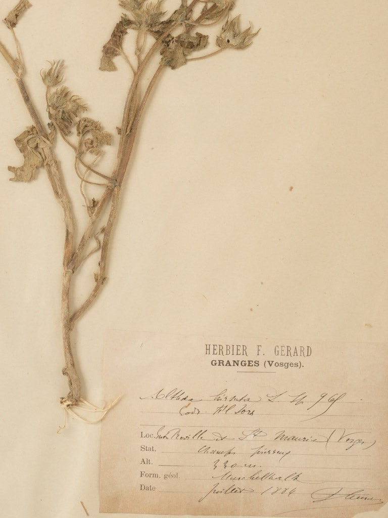 Classic preserved botanical gallery pieces