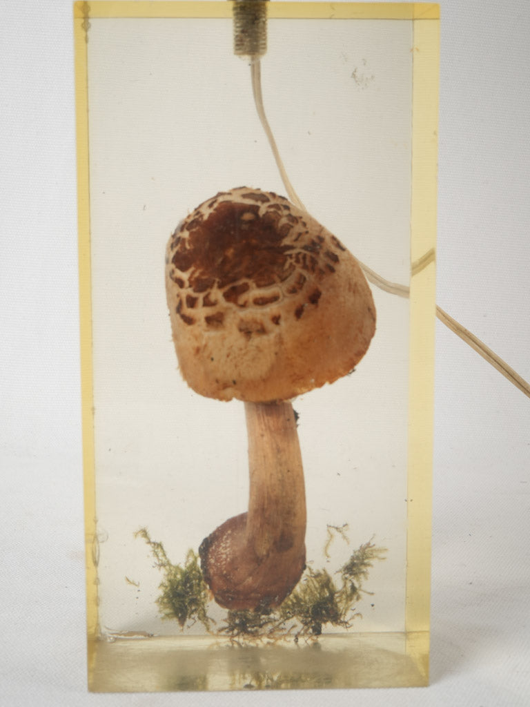 Biologist turned sculptor's preserved mushroom lamp