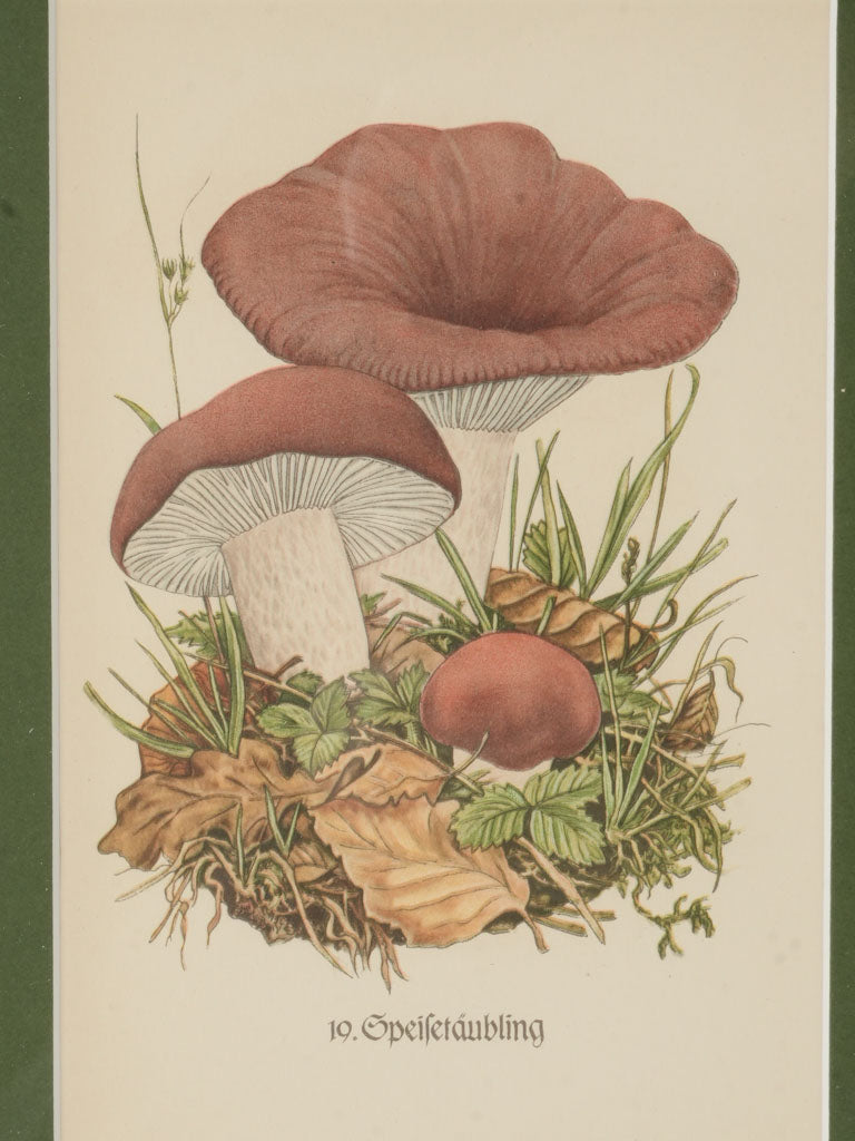 Authentic German mushroom illustrations