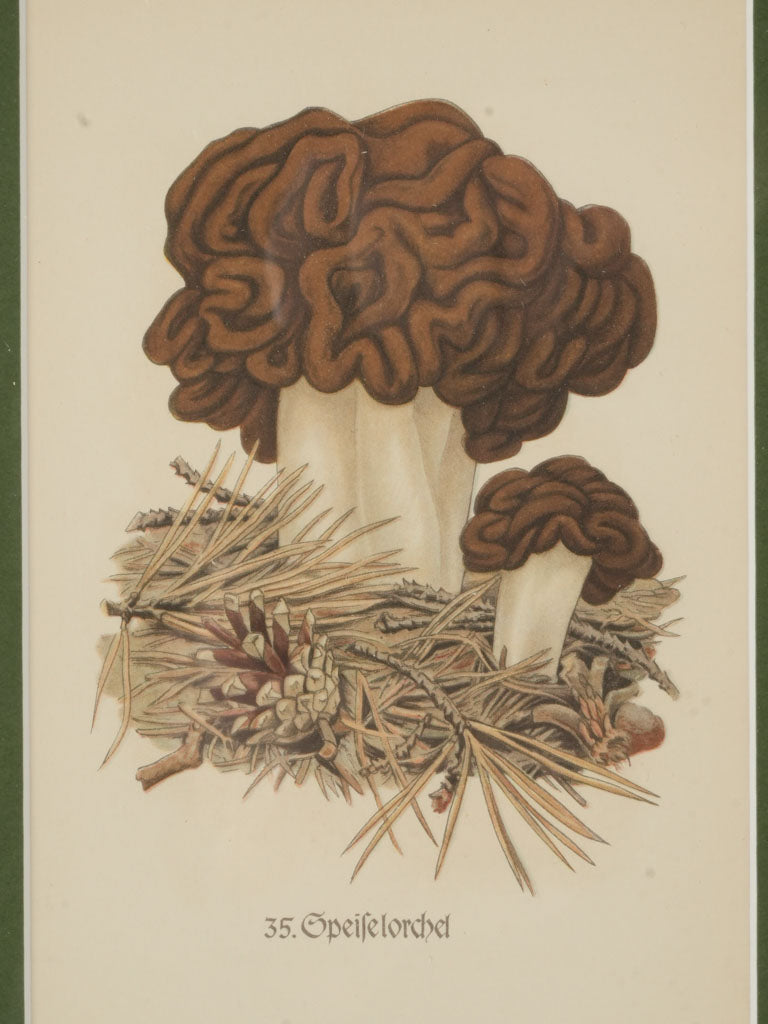 Historical mushroom depiction prints  