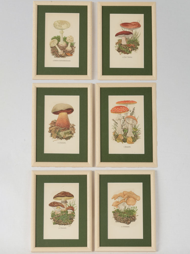 Set of 6 Re-Edition 19th Century Mushroom Prints w/ German Labels 9¾" x 7½"