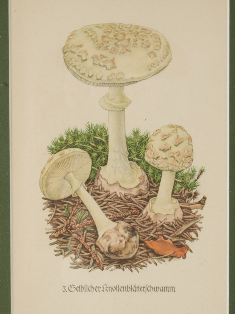 High-quality 19th-century mushroom illustrations