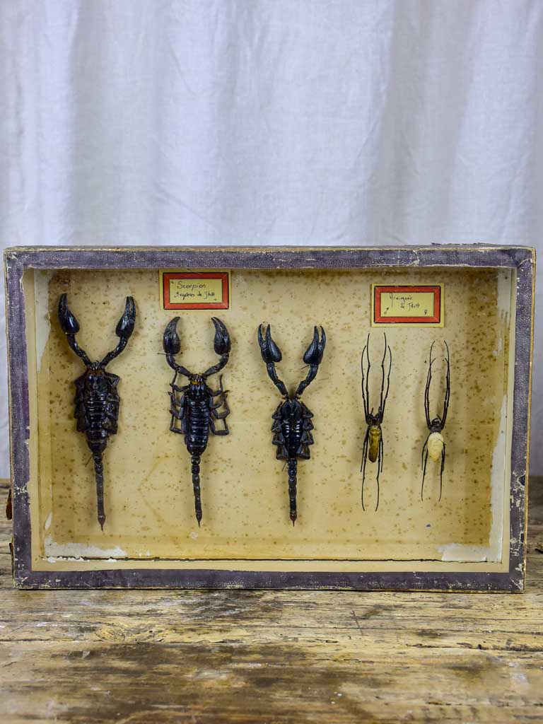 Antique preserved 19th Century framed scorpions