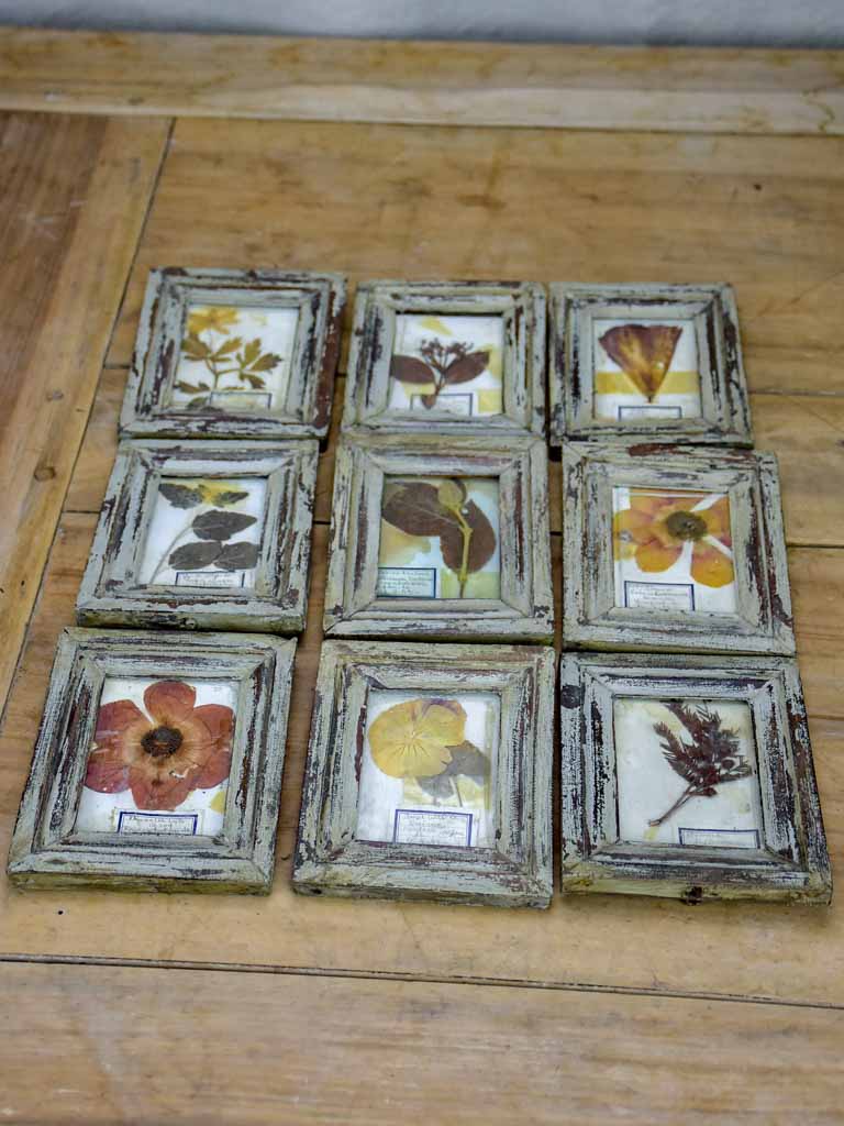 Collection of 9 small framed pressed flowers