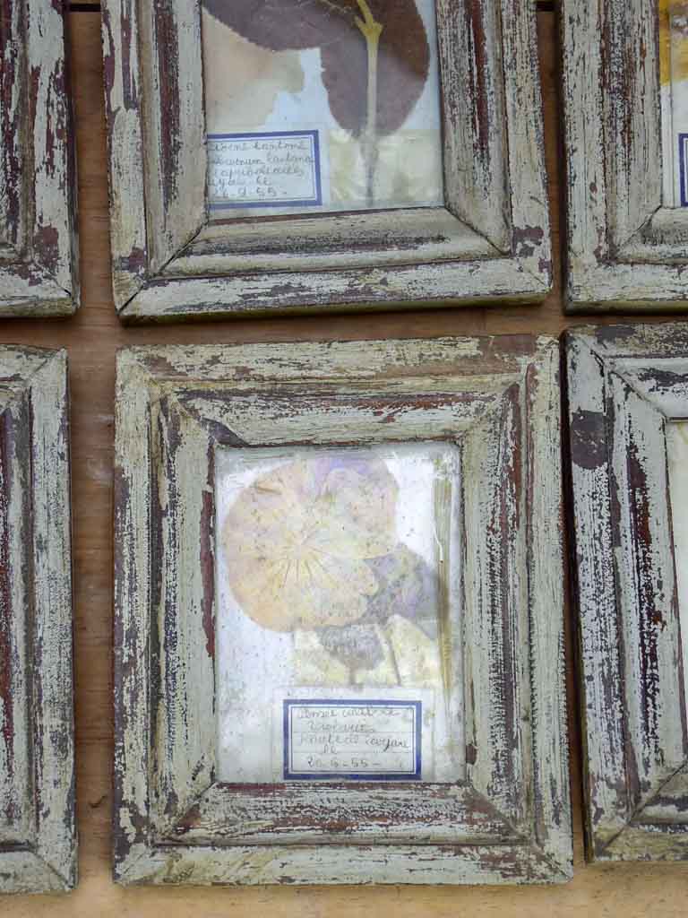 Collection of 9 small framed pressed flowers