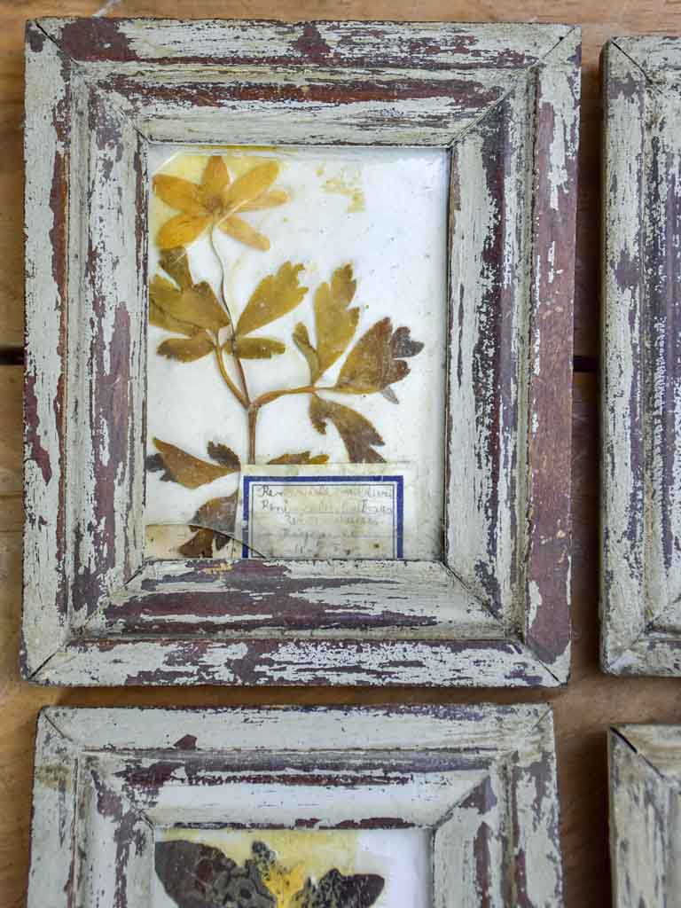 Collection of 9 small framed pressed flowers