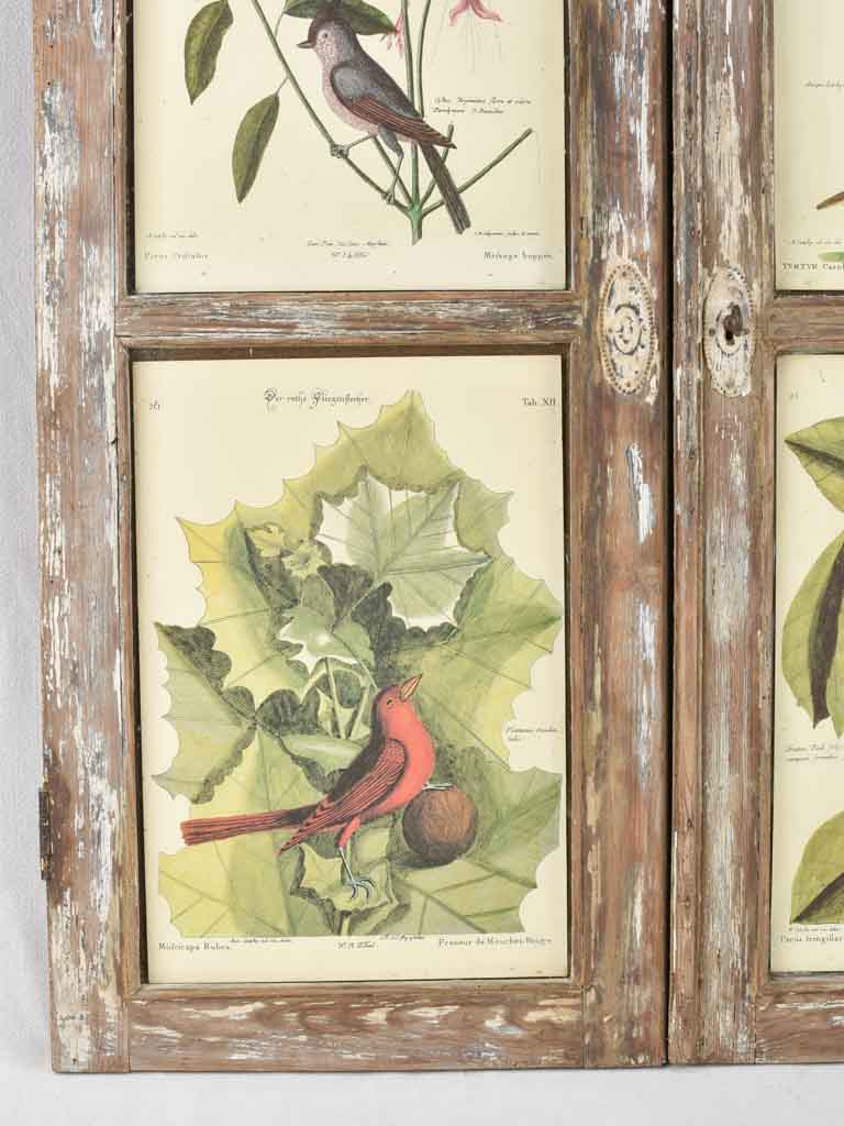 Vintage botanic art in salvaged window frame 42¼" x 35"