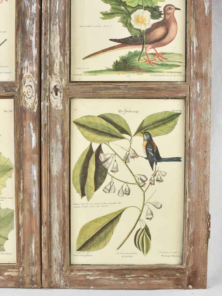 Vintage botanic art in salvaged window frame 42¼" x 35"