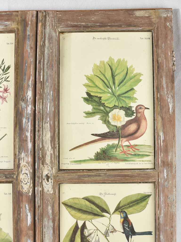 Vintage botanic art in salvaged window frame 42¼" x 35"